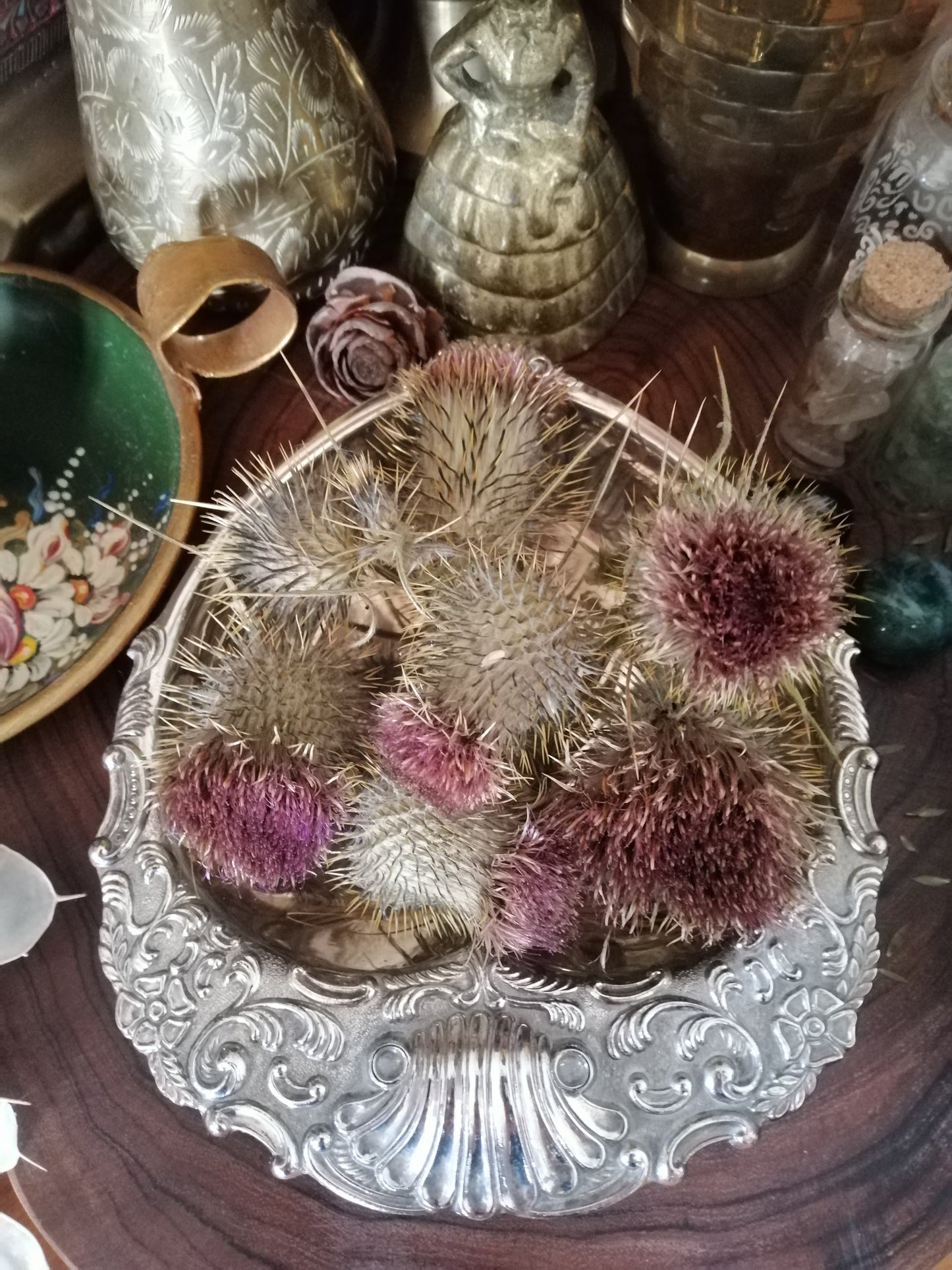 Thistle Dried Flowers