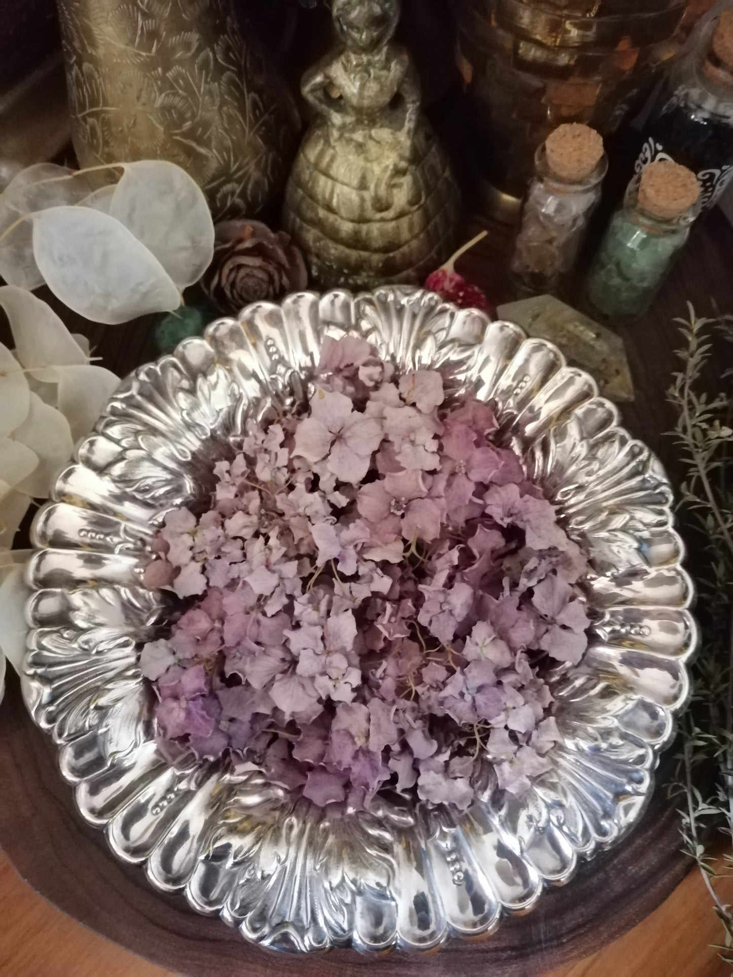 Hydrangea Dried Flowers