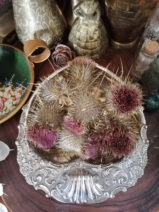 Thistle Dried Flowers