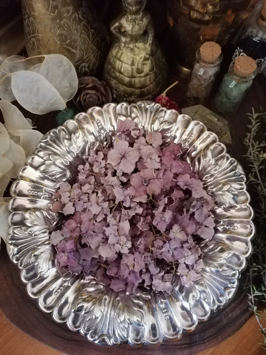 Hydrangea Dried Flowers